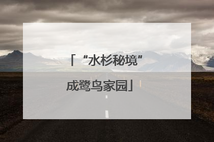 “水杉秘境”成鹭鸟家园