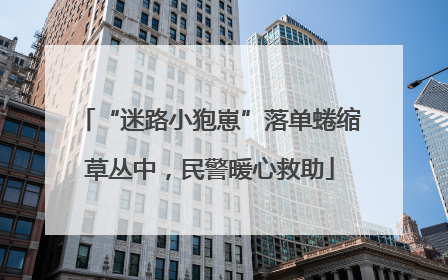 “迷路小狍崽”落单蜷缩草丛中，民警暖心救助