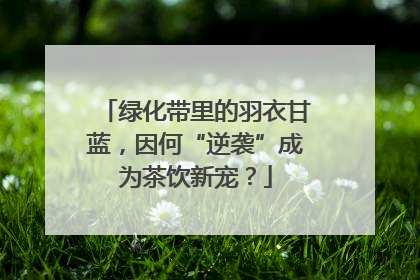 绿化带里的羽衣甘蓝，因何“逆袭”成为茶饮新宠？