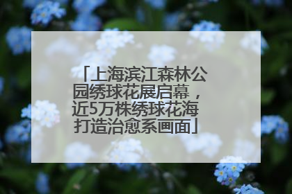 上海滨江森林公园绣球花展启幕，近5万株绣球花海打造治愈系画面