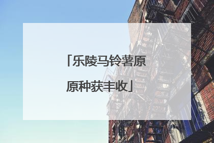 乐陵马铃薯原原种获丰收