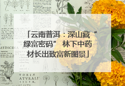 云南普洱：深山藏“绿富密码” 林下中药材长出致富新图景
