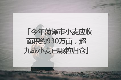 今年菏泽市小麦应收面积约930万亩，超九成小麦已颗粒归仓