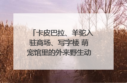 卡皮巴拉、羊驼入驻商场、写字楼 萌宠馆里的外来野生动物暗藏哪些隐患？
