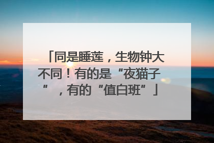 同是睡莲，生物钟大不同！有的是“夜猫子”，有的“值白班”