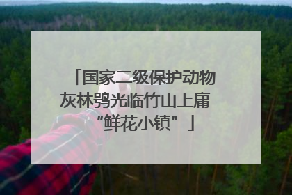 国家二级保护动物灰林鸮光临竹山上庸“鲜花小镇”