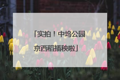 实拍！中坞公园京西稻插秧啦