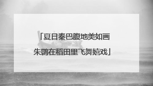 夏日秦巴腹地美如画 朱鹮在稻田里飞舞嬉戏