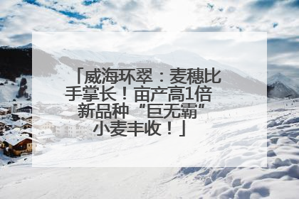威海环翠：麦穗比手掌长！亩产高1倍 新品种“巨无霸”小麦丰收！