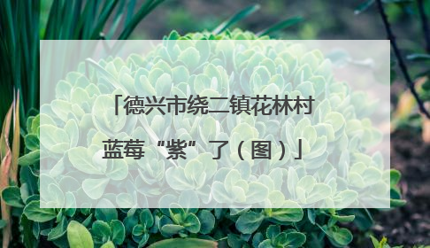 德兴市绕二镇花林村蓝莓“紫”了（图）