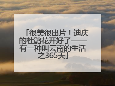 很美很出片！迪庆的杜鹃花开好了——有一种叫云南的生活之365天