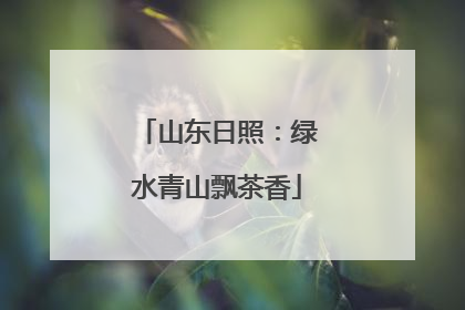 山东日照：绿水青山飘茶香