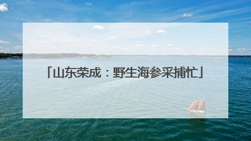 山东荣成：野生海参采捕忙