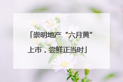 崇明地产“六月黄”上市，尝鲜正当时