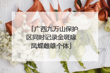 广西九万山保护区同时记录金斑喙凤蝶雌雄个体