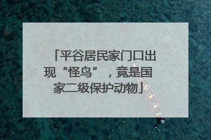 平谷居民家门口出现“怪鸟”，竟是国家二级保护动物