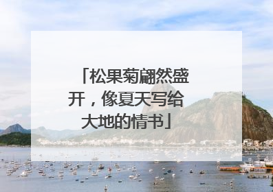 松果菊翩然盛开，像夏天写给大地的情书