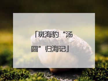 斑海豹“汤圆”归海记