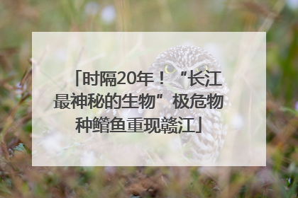时隔20年！“长江最神秘的生物”极危物种鳤鱼重现赣江