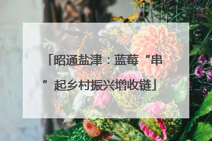 昭通盐津：蓝莓“串”起乡村振兴增收链