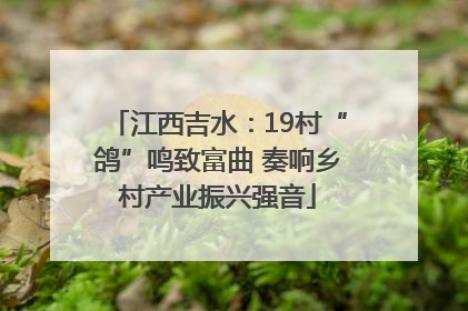 江西吉水：19村“鸽”鸣致富曲 奏响乡村产业振兴强音