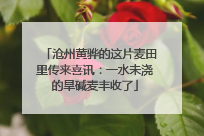 沧州黄骅的这片麦田里传来喜讯：一水未浇的旱碱麦丰收了