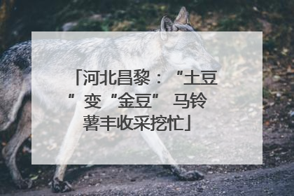 河北昌黎：“土豆”变“金豆” 马铃薯丰收采挖忙