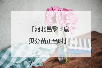 河北昌黎：扇贝分苗正当时