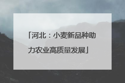 河北：小麦新品种助力农业高质量发展