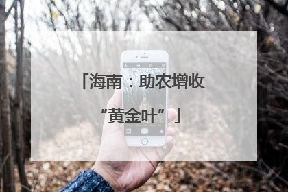 海南：助农增收 “黄金叶”