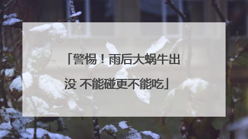 警惕！雨后大蜗牛出没 不能碰更不能吃