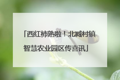 西红柿熟啦！北臧村镇智慧农业园区传喜讯