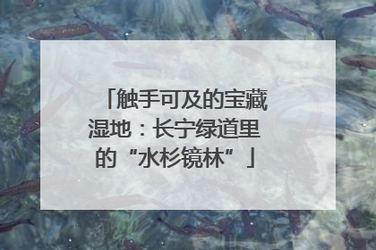 触手可及的宝藏湿地：长宁绿道里的“水杉镜林”