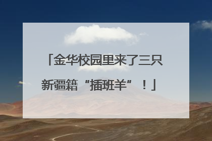 金华校园里来了三只新疆籍“插班羊”！