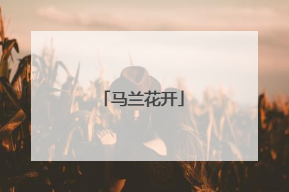 马兰花开