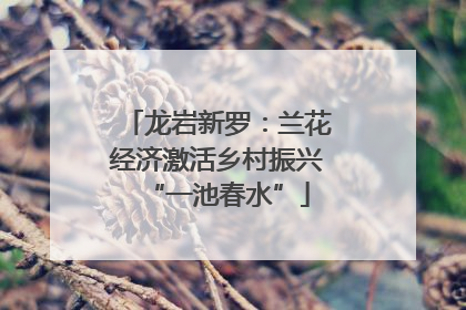 龙岩新罗：兰花经济激活乡村振兴“一池春水”