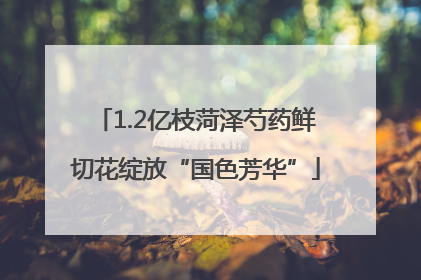 1.2亿枝菏泽芍药鲜切花绽放“国色芳华”